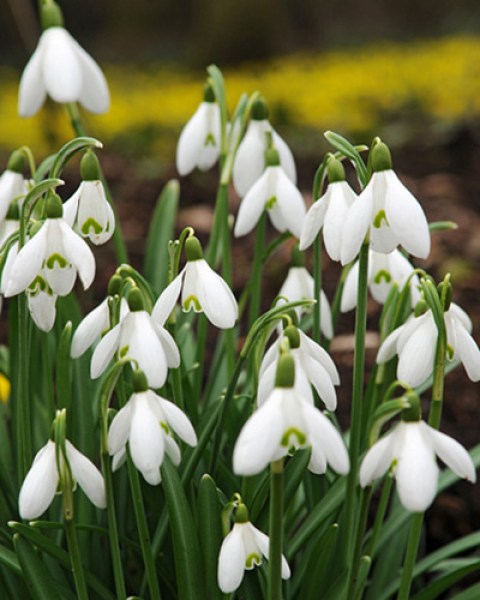 Galanthus elwesii.jpg